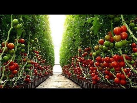 Israel Agriculture No.1 On the World - AGRITECH 2018 - YouTube