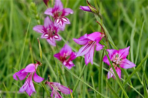 Gladiolus-illyricus_36 | Gladiolus illyricus Wild Gladiolus … | Flickr