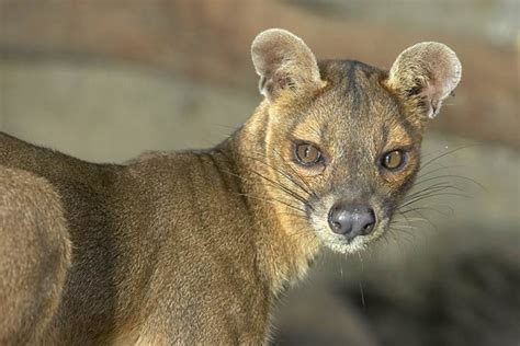 Fossa – Madagascar's largest predator | DinoAnimals.com