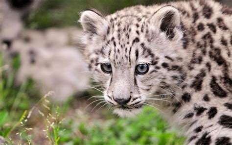 Kailash - junge weibliche Schnee Leopard HD Desktop-Hintergrundbild ...