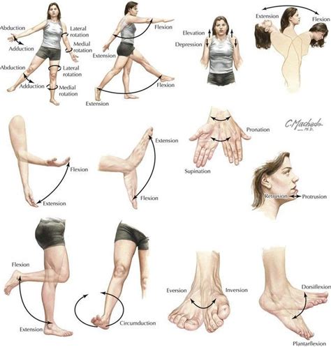 Anatomical Movements | Medical anatomy, Human body anatomy, Yoga anatomy