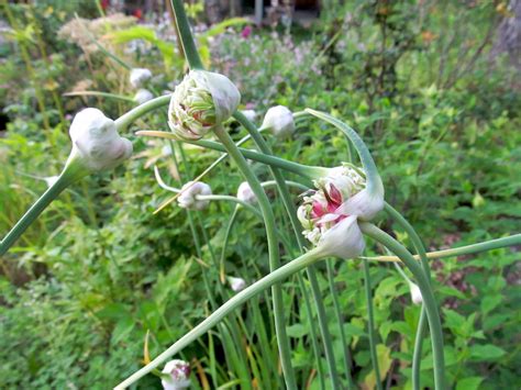 How to Plant Garlic in the Fall