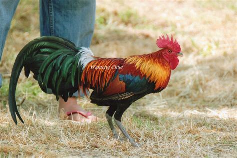 Red Jungle Fowl | Beautiful chickens, Fancy chickens, Chickens backyard