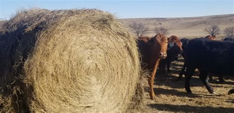 Now is the time to estimate winter hay needs | Morning Ag Clips