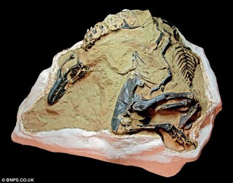 Possible Baby T.rex Discovered in Montana! - Dinosaurs Forum