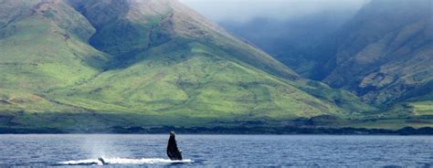 Maui Activities - Whale Watching Tours Lahaina | Whale Watching Pacific Whale Foundation | Whale ...