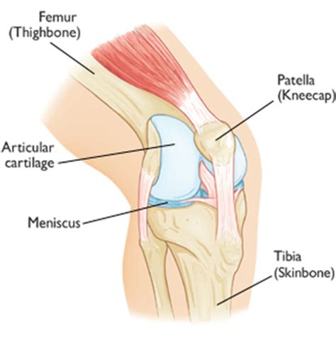 Anterior Knee Pain | Knee and Shoulder Clinic | Dr Kelly ...