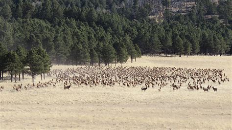 Fall Elk Hunts Increase at Valles Caldera 11/07/2022