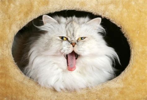 Top 9 Tips for Keeping Your Cat’s Teeth Clean | PetMD