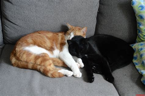 Cuddling together | Cute cats HQ - Pictures of cute cats and kittens ...