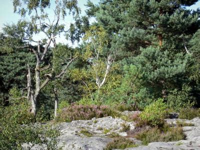 Fontainebleau forest - Tourism & Holiday Guide