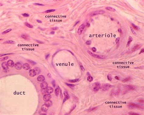 SIU SOM Histology INTRO