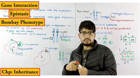 Epistasis | Bombay Phenotype | Biology lecture chapter genetics ...