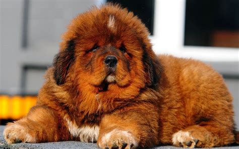 Pin de Lil Bug em Canine | Mastim tibetano, Mastiff tibetano, Mastim