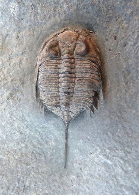 Dalmanites longicaudatus | Trilobite, Fossils, Palaeontology