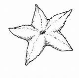 Free Printable Starfish Coloring Pages sketch template