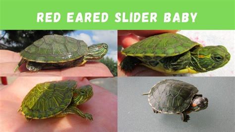 Baby Red Eared Slider Care (Diet, Tank, Habitat) - TurtleHolic