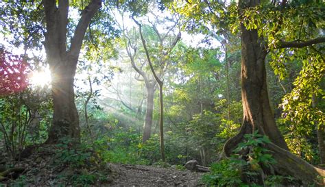 Ecosistemas De Mexico Selva - chefli