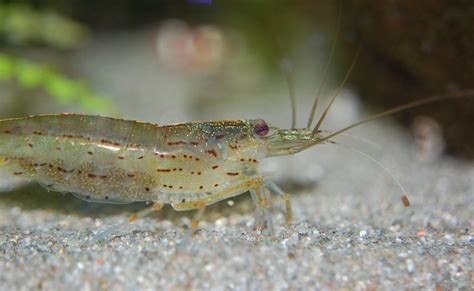 15 Popular Freshwater Shrimp Species (With Pictures): Complete Guide