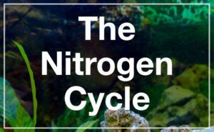 The Nitrogen Cycle in Aquariums: How to Master This Process