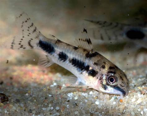 Salt and Pepper Corydoras: Care, Size, Lifespan & Breeding - Fish Laboratory