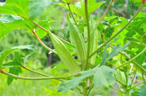 Okra - Recipes by Nora