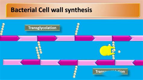 Cephalosporin Mechanism Of Action - cloudshareinfo