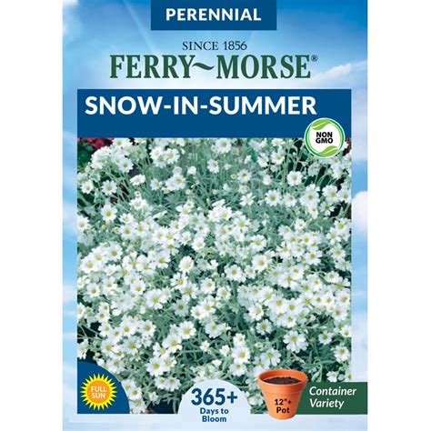 Snow-In-Summer Flower Seeds at Lowes.com