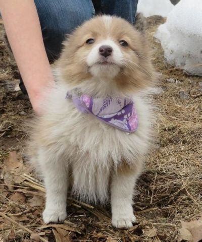 ASHLEE is an ADORABLE POMERANIAN SHELTIE MIX PUPPY for Sale in Deering ...