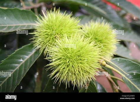 Plants, Cotia, São Paulo, Brazil Stock Photo - Alamy