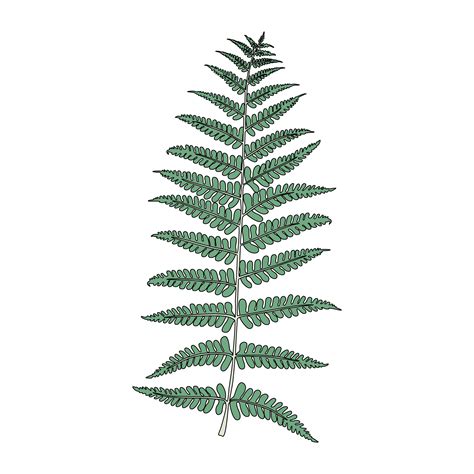 Illustration of fern frond leaf - Download Free Vectors, Clipart ...