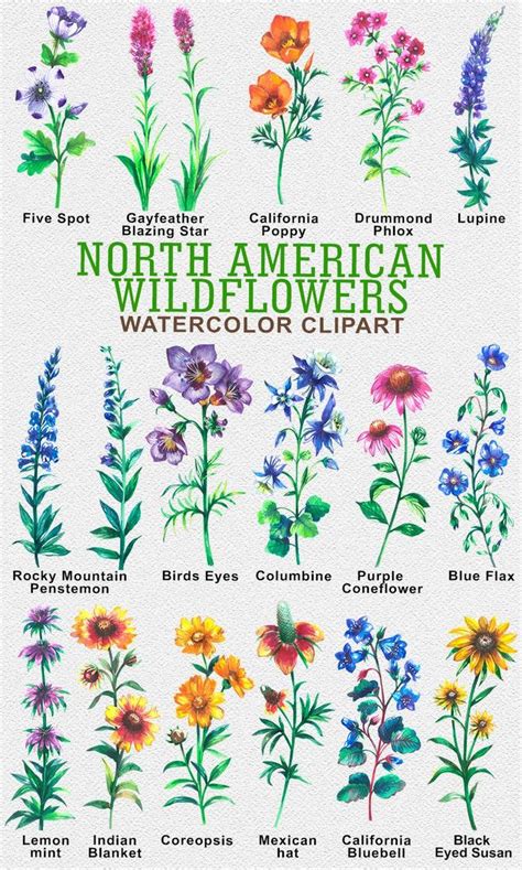 North American Wildflowers Watercolor Clipart Flowers of - Etsy | Wildflower drawing, Watercolor ...