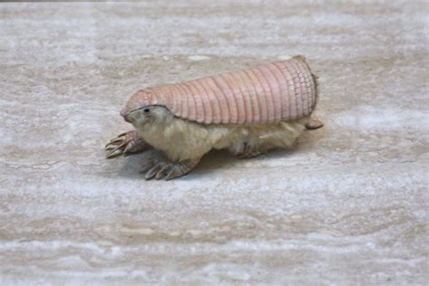 Pink Fairy Armadillo (Chlamyphorus truncatus) | Pink fairy a… | Flickr