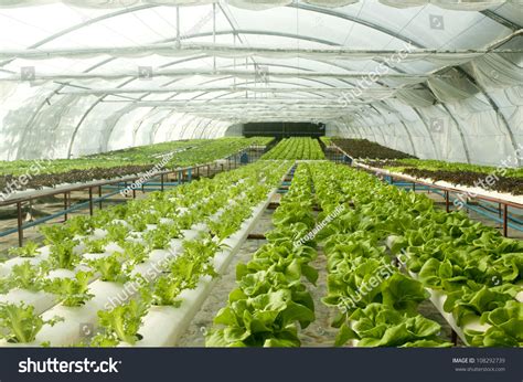 Organic Hydroponic Vegetable Garden Stock Photo 108292739 | Shutterstock