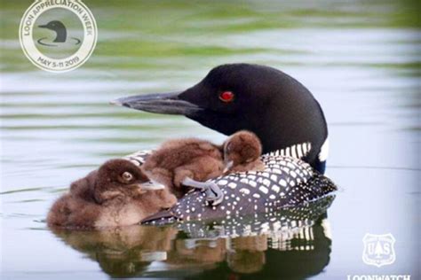 Expert discusses history, conservation of Minnesota's state bird ...