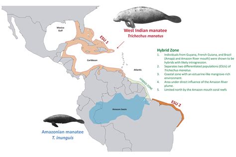 SciELO - Brasil - A hybrid swarm of manatees along the Guianas coastline, a peculiar environment ...