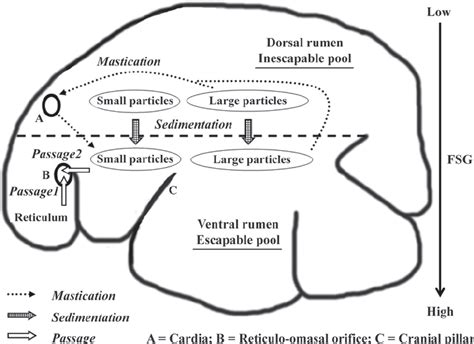 [DIAGRAM] Cow Rumen Diagram - MYDIAGRAM.ONLINE