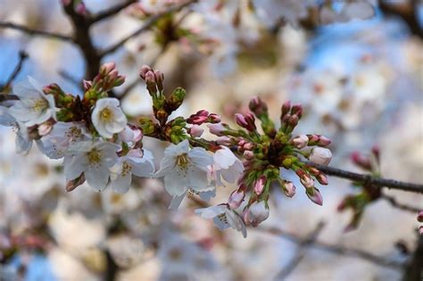 Cherry Blossom Reports 2023 - Tokyo: Approaching Full Bloom