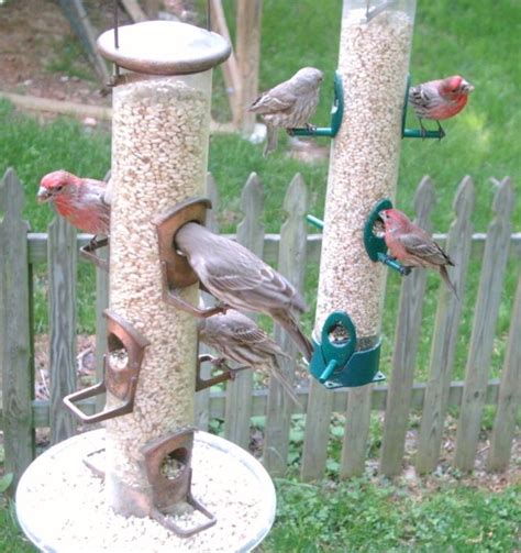 A Guide to Backyard Bird Feeders: Food, Placement & More – CaryCitizen