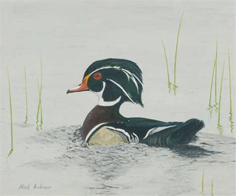 Mick Anderson: "Wood Duck Swimming" - Oil Painting