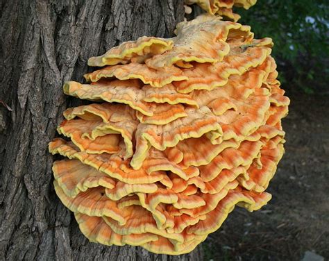 Meet the Mushroom That Tastes Exactly Like Its Name Suggests: Chicken of the Woods