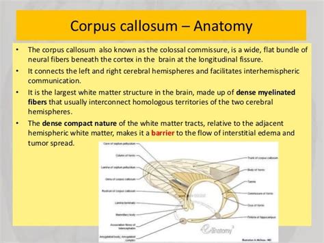 Disorders of corpus callosum | Corpus callosum, Corpus, Disorders