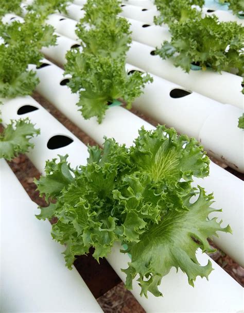 Hydroponic lettuce growing 1925261 Stock Photo at Vecteezy