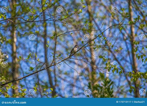 A Beautiful Small Singing Bird Feeding and Singing in the Backyard. Stock Image - Image of ...