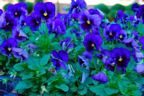 Add Vibrant Colors to your Garden with Pansies – The Wiesner Way | Wiesner Bros. Nursery Inc.