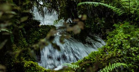 New Zealand Nature: What to Expect - New Zealand Trails