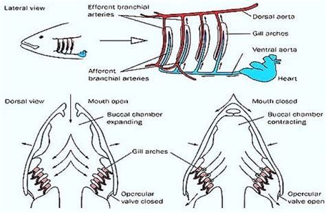 COMPARATIVE ANATOMY: RESPIRATORY ORGANS OF FISH (SCOLIODON) AND FROG (RANA) | Oxidation of food ...