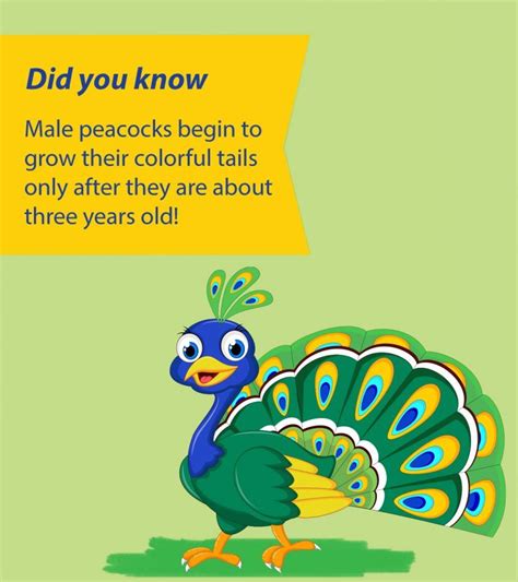 25 Wonderful Peacock Facts And Information For Kids | Fun facts for kids, Fun facts about ...