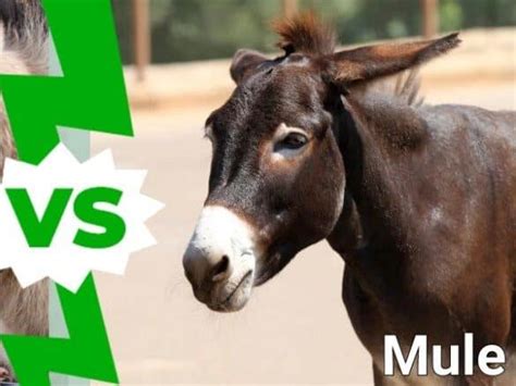 Hinny vs Mule: Are They Different?