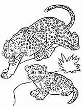 Leopard Coloring Pages Printable PDF  Coloringfoldercom sketch template